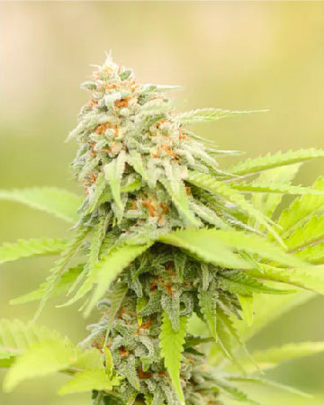 wholesale wholesale Oregon Diesel Feminized Cannabis Seeds
