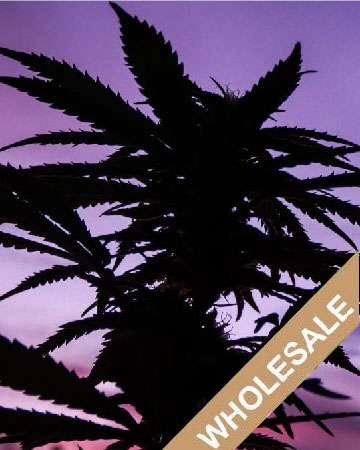 wholesale Pineapple Haze Feminized Cannabis Seeds for sale