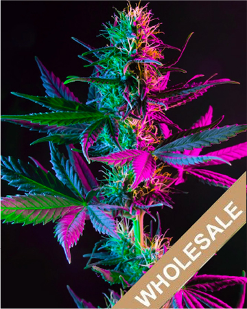 Get Wholesale Recon Auto Flowering Feminized Cannabis Seeds
