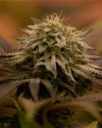 wholesale The Truth Feminized Cannabis Seeds for sale