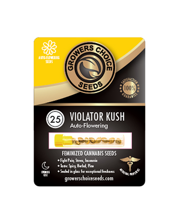 Order Violator Kush Auto Flowering Feminized Cannabis Seeds 25