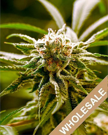 Order Wholesale Flo Feminized Cannabis Seeds In Sale