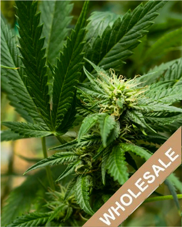Order Wholesale Glass Slipper Auto Flowering Feminized Cannabis Seeds
