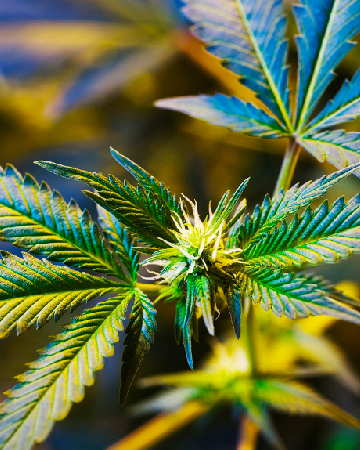 wholesale Master Jedi Auto-Flowering Feminized Cannabis Seeds for sale