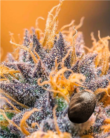 get Wholesale Jager Auto-Flowering Feminized Cannabis Seeds