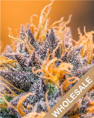 get Wholesale Jager Auto-Flowering Feminized Cannabis Seeds