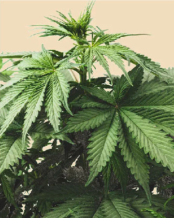 get wholesale Buddha Tahoe Feminized Cannabis Seeds