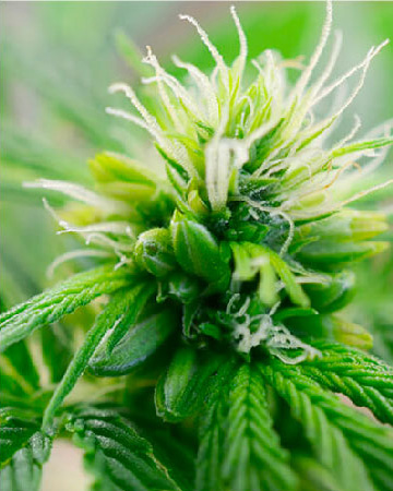 Cannalope Haze Feminized Cannabis Seed on sale