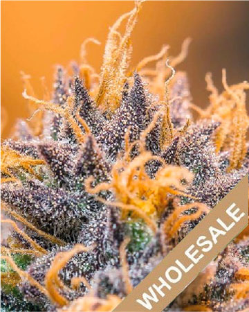 wholesale Diablo Auto-Flowering Feminized Cannabis Seeds on sale