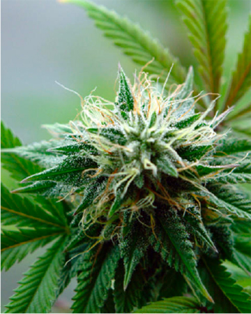 Try Tangerine Power Feminized Cannabis Seeds