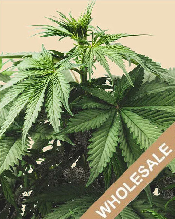 try wholesale Buddha Tahoe Feminized Cannabis Seeds