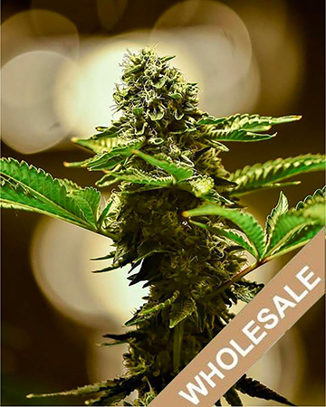 Try Wholesale Jack Skellington Feminized Cannabis Seeds