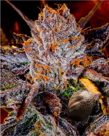 Try Wholesale Jack The Ripper Feminized Cannabis Seeds