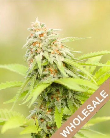 shop wholesale Oregon Diesel Feminized Cannabis Seeds