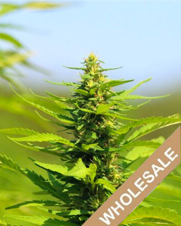 wholesale Pineapple Jack Feminized Cannabis Seeds on sale