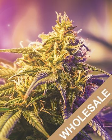 buy wholesale Bubbleberry Feminized Cannabis Seeds for sale