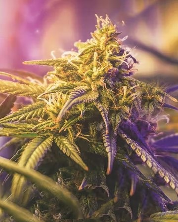 order wholesale Bubbleberry Feminized Cannabis Seeds for sale