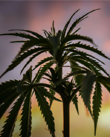 try Bubblegum Kush Feminized Cannabis Seeds