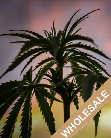 shop Bubblegum Kush Feminized Cannabis Seeds