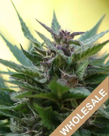 wholesale Canna-Tsu Kush Feminized Cannabis Seeds for sale on sale