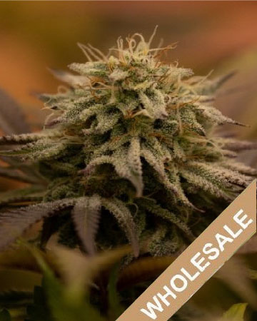 wholesale Candy Jack Feminized Cannabis Seeds for sale