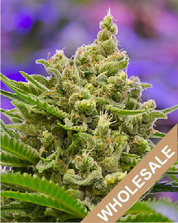 wholesale Deep Purple Auto-Flowering Feminized Cannabis Seeds on sale