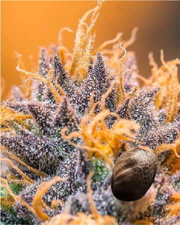 wholesale Diablo Auto-Flowering Feminized Cannabis Seed