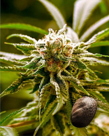 Wholesale Flo Feminized Cannabis Seeds