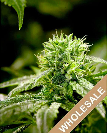 Wholesale Ghost OG Feminized Cannabis Seeds For Sale