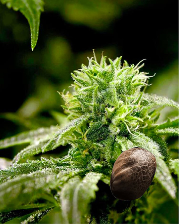 Wholesale Ghost OG Feminized Cannabis Seeds
