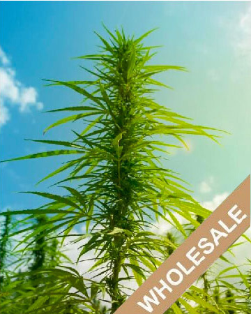 find wholesale wholesale Godfather OG Feminized Cannabis Seeds