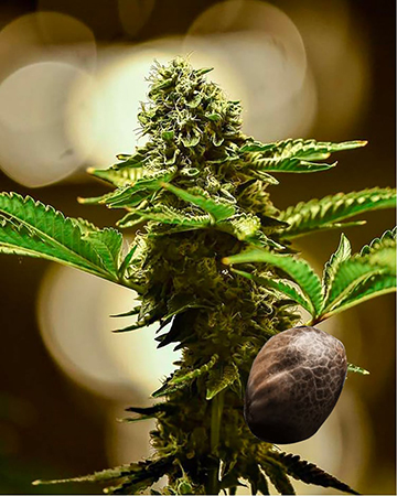 Wholesale Jack Skellington Feminized Cannabis Seeds