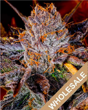 Wholesale Jack The Ripper Feminized Cannabis Seeds