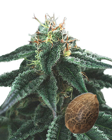 find wholesale Jupiter OG Auto-Flowering Feminized Cannabis Seeds