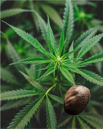 Wholesale Khalifa Kush Feminized Cannabis Seed