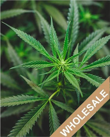 Wholesale Khalifa Kush Feminized Cannabis Seeds