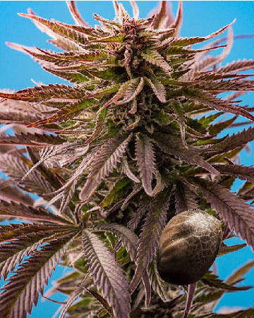 wholesale King Louis XIII Feminized Cannabis Seeds on sale