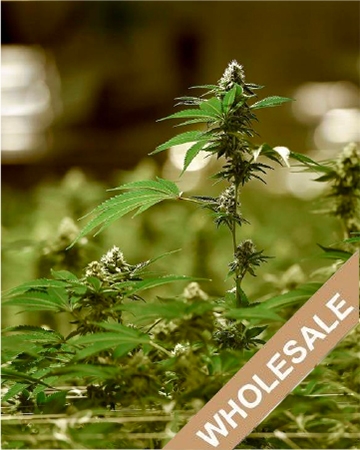 Wholesale LA Woman Auto Flowering Feminized Cannabis Seed