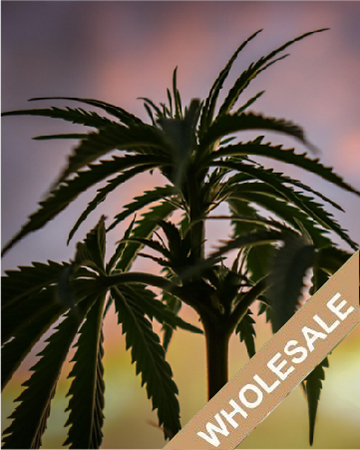 wholesale Jesus OG Auto-Flowering Feminized Cannabis Seeds on sale