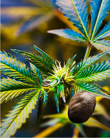 get wholesale Master Jedi Auto-Flowering Feminized Cannabis Seeds