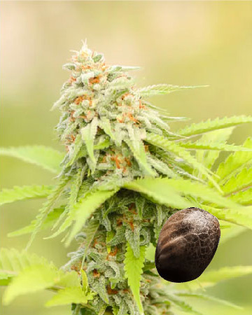 wholesale Oregon Diesel Feminized Cannabis Seeds