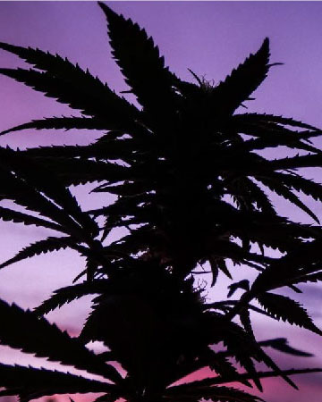 wholesale Pineapple Haze Feminized Cannabis Seeds