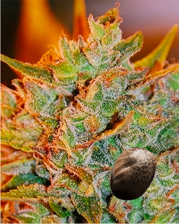 Wholesale Querkle Feminized Cannabis Seeds