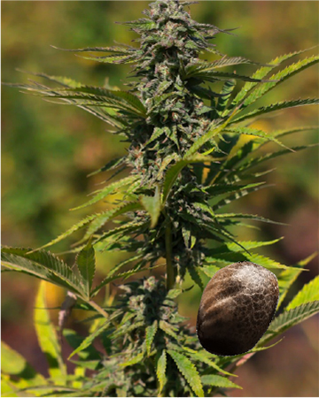 Wholesale Raspberry Cough Auto Flowering Feminized Cannabis Seeds