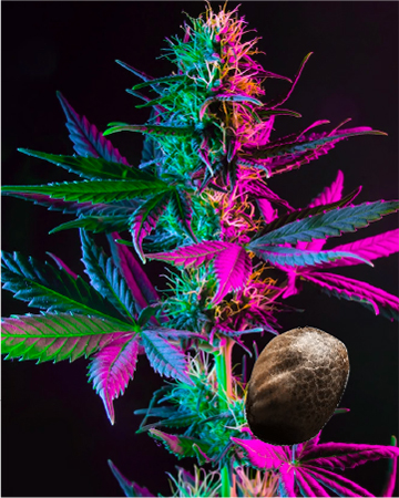 Wholesale Recon Auto Flowering Feminized Cannabis Seeds
