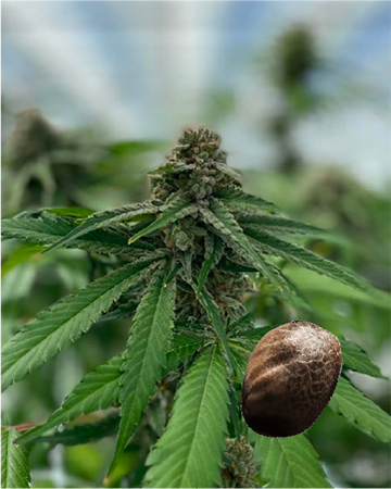Wholesale Sensi Star Feminized Cannabis Seeds