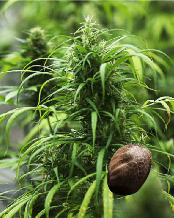 wholesale Shipwreck Feminized Cannabis Seeds
