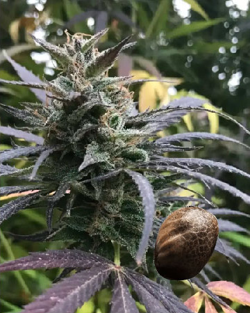 wholesale Shishkaberry Feminized Cannabis Seeds