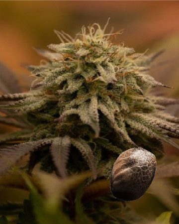 wholesale The Truth Feminized Cannabis Seeds on sale