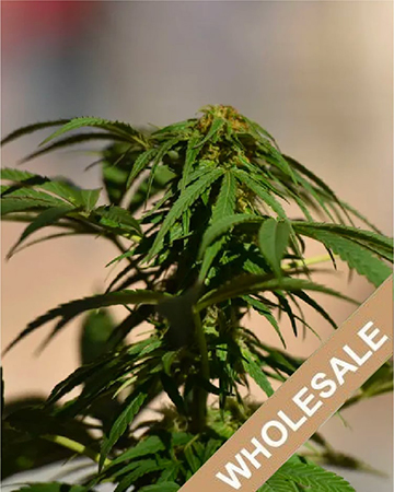 Wholesale Vortex Feminized Cannabis Seeds On Sale